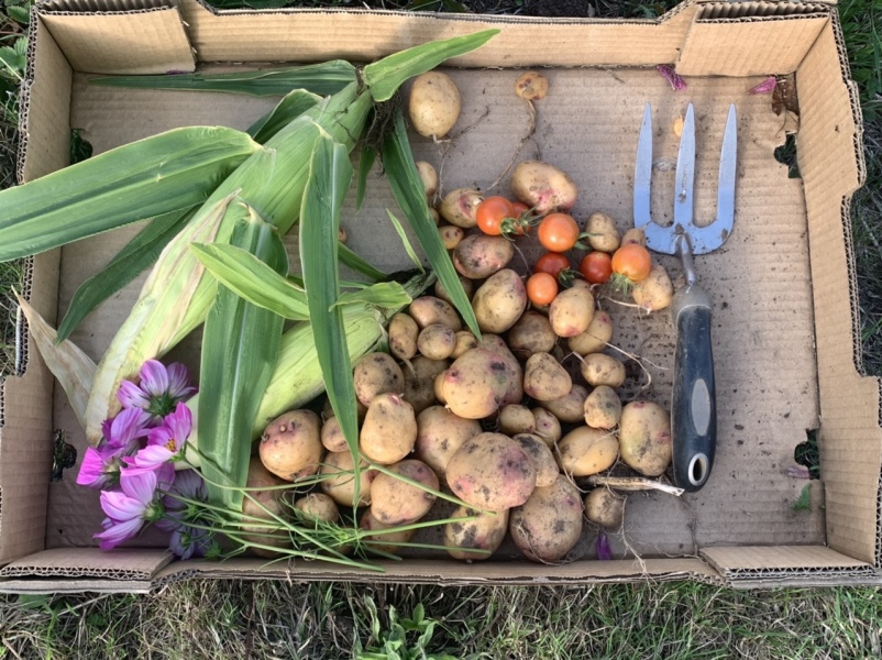 The Vegetable Patch Mark 2