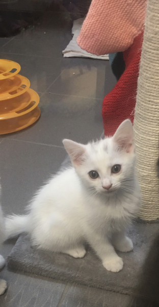 Help me name my kitten