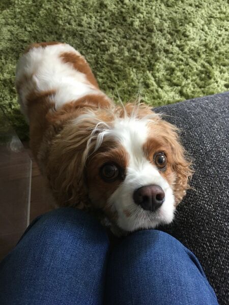 To have Xmas just me and my dog and where should we go?