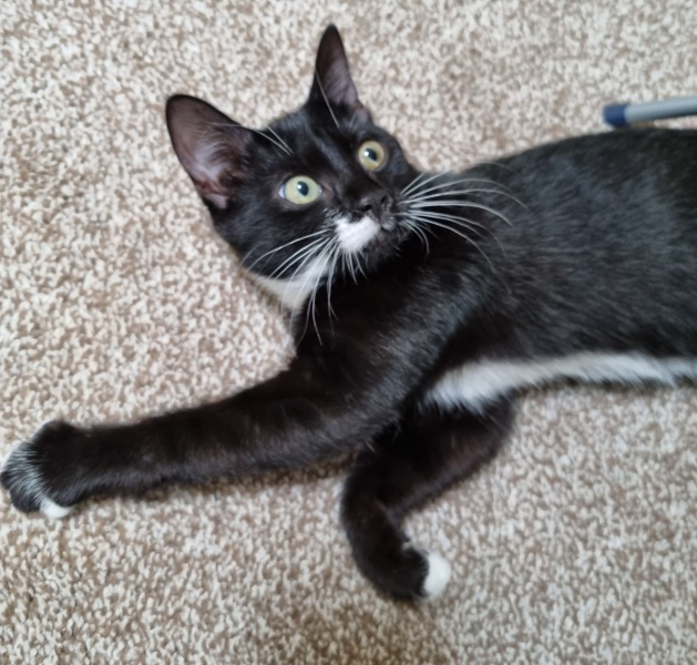 Got a cat...and I'm feeling nervous