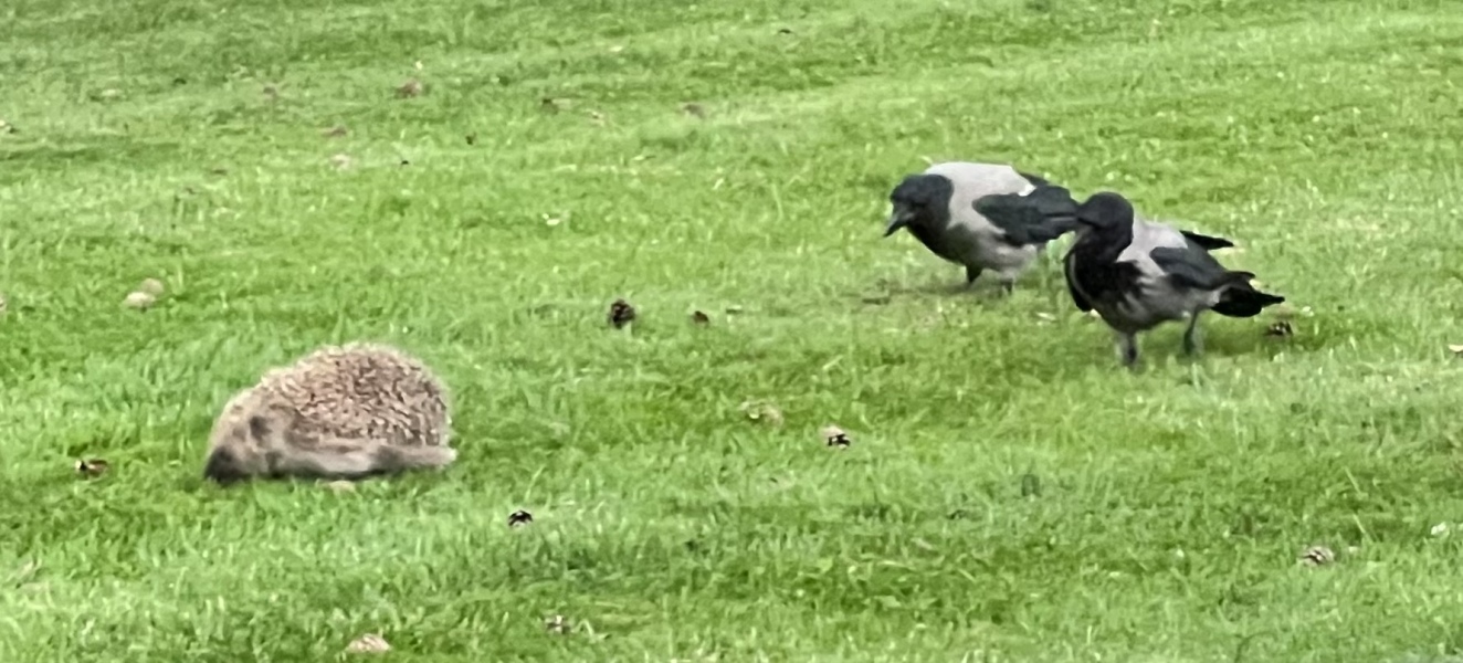 I know it's not reasonable to kill a robin but wtf do I do?
