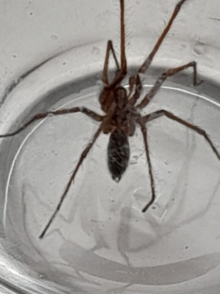 Trigger warning for arachnaphobes 