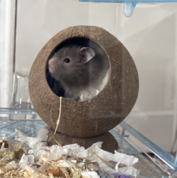 AIBU about the hamster