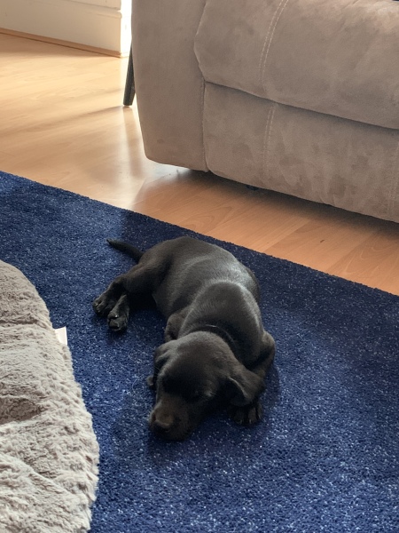 Puppy Survival Thread: Surviving into Summer 2022