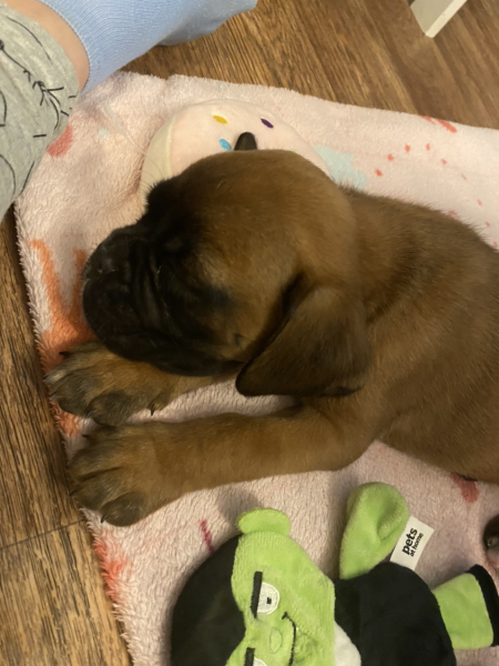 Puppy Survival Thread: Surviving into Summer 2022