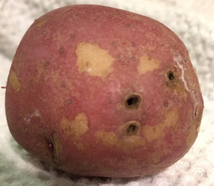M&S rotten fruit now no BBF date