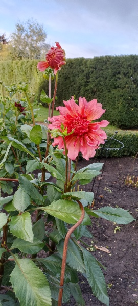 Who’s growing Dahlias this year