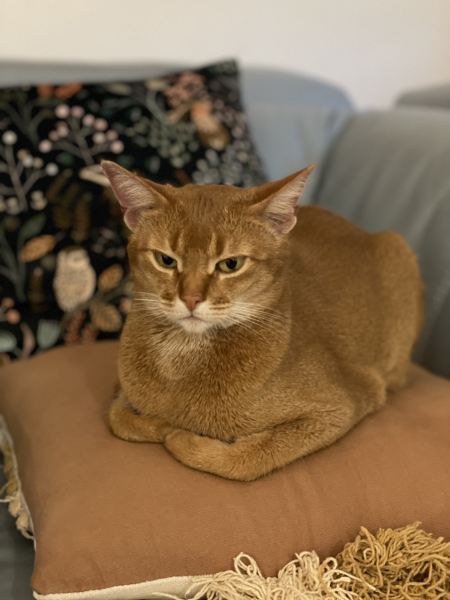 Best mouser cat