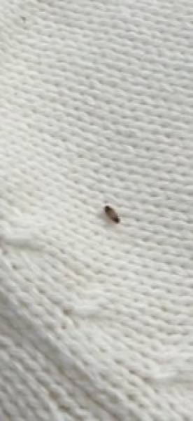 Bed bugs