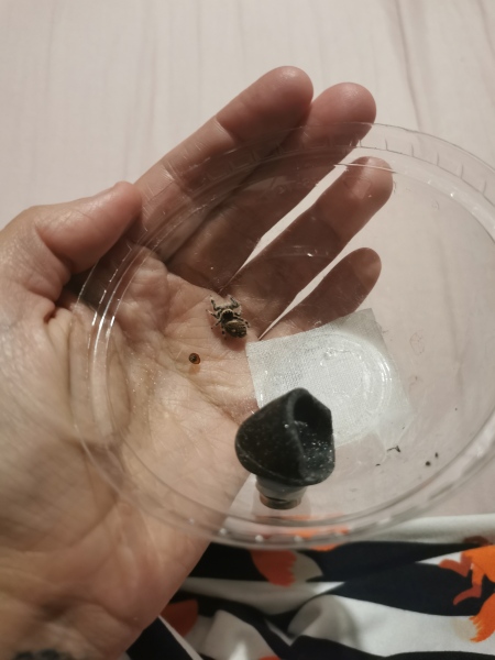 I have pet Spiders. AMA. 