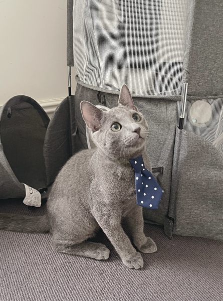 Helping resident cat settle with new kittens