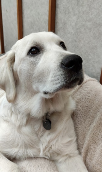 Puppy Survival Thread: Surviving into Summer 2022