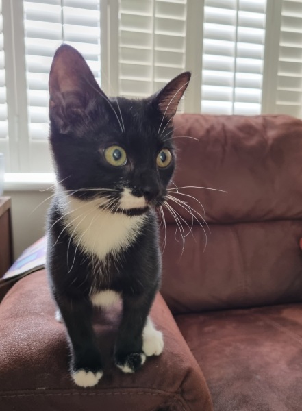 Got a cat...and I'm feeling nervous