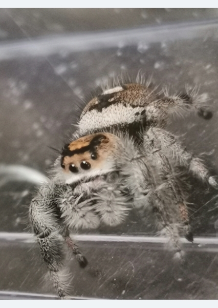 I have arachnophobia and (TW photos!) 