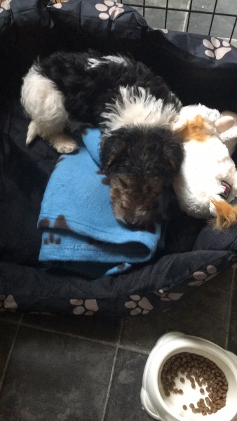 Puppy breeder