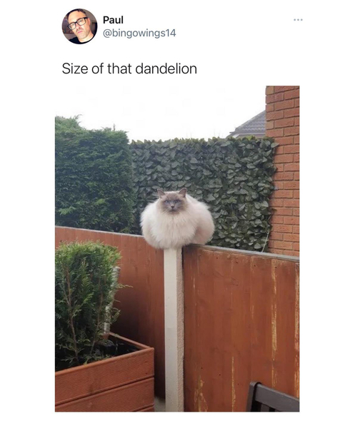 Norwegian forest cat..is this cat one ?