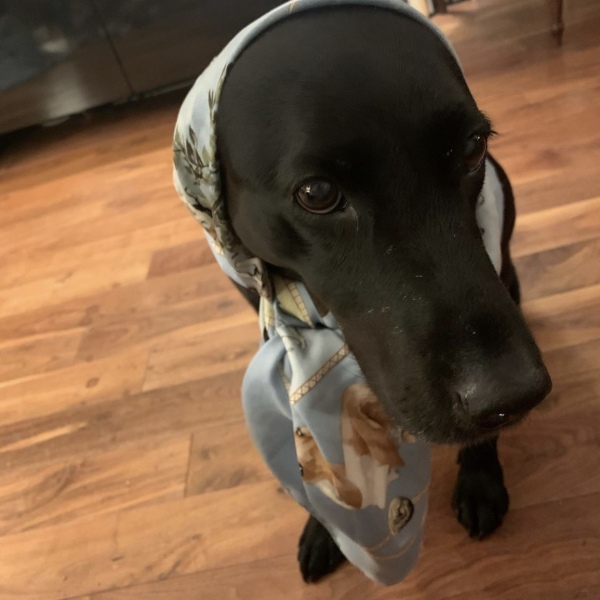 Les Parisiennes des Mamansnet: Always Have a Ball Gown at the Ready in Celebration of Your Enemy's Demise