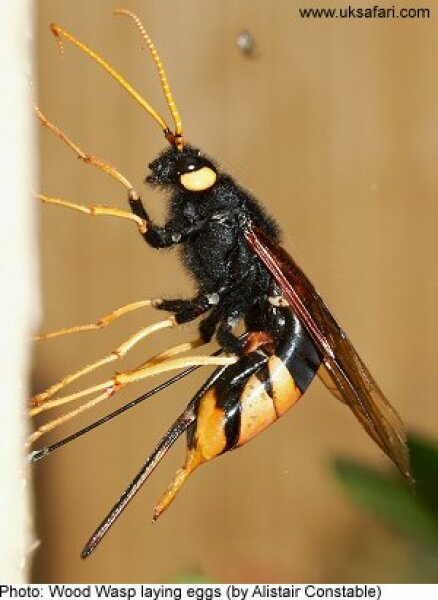 Fucking massive wasp. What do I do?