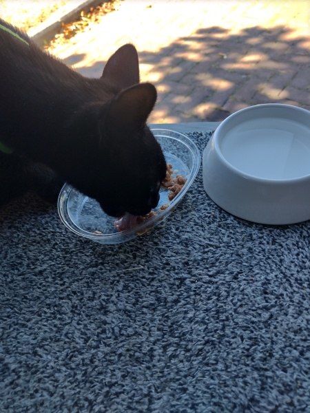 Advice please for unwell kitten 