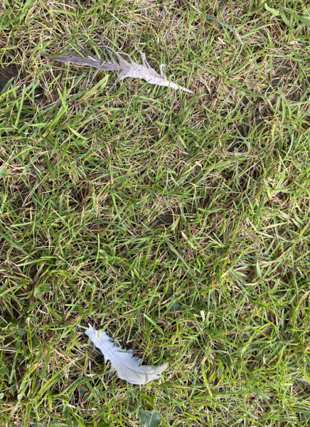 Can anyone identify the creature leaving this poo on my lawn?