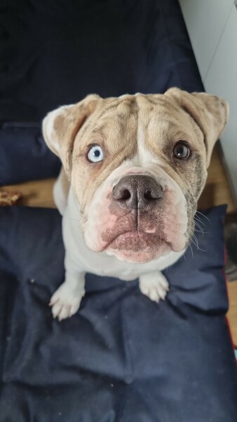 Puppy Survival Thread: Surviving into Summer 2022