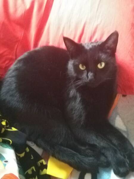 Is this cat pregnant?