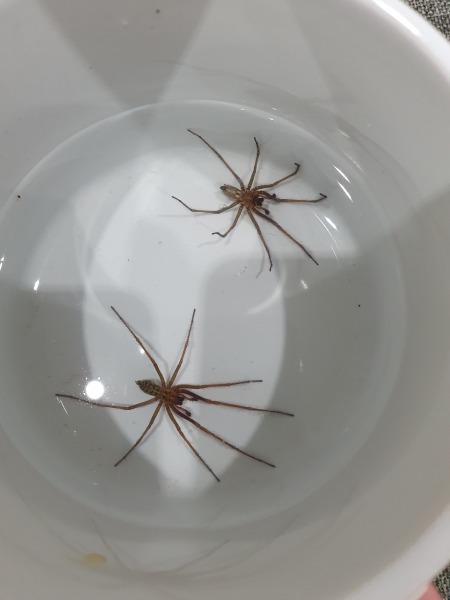Trigger warning for arachnaphobes 