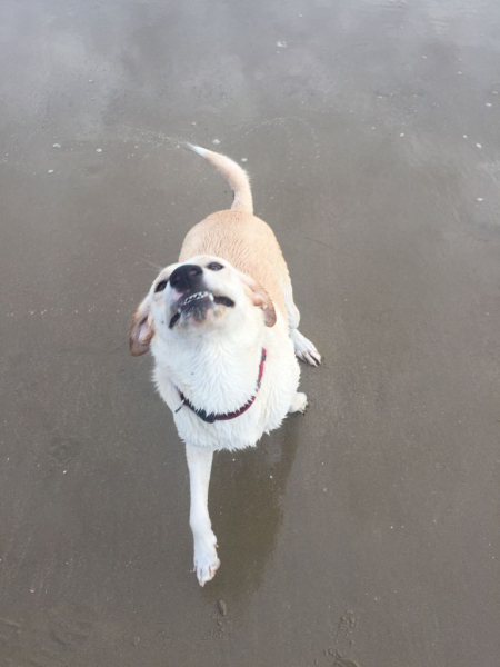 Does anyone want to guess what my latest foster dog is?