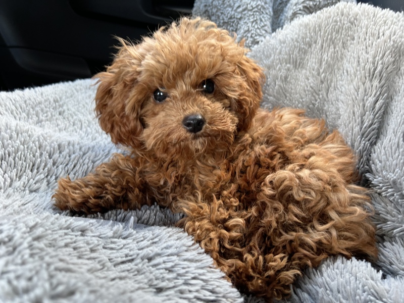 How to get pup to eat dry kibble/food?