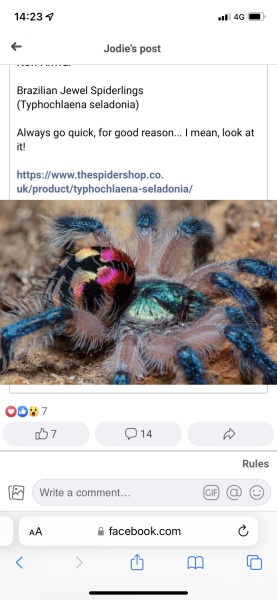 I have pet Spiders. AMA. 