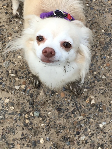 What's the deal with dog rain coats etc