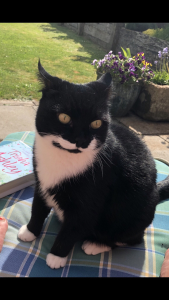 Best mouser cat
