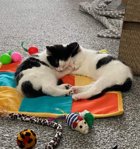 Kitten pooing in living room