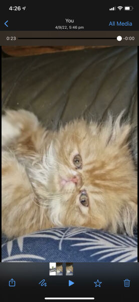 Help me name my persian kitten please