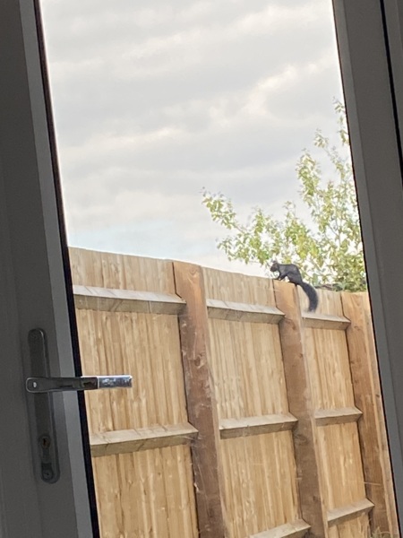 Garden is over run by black squirrels