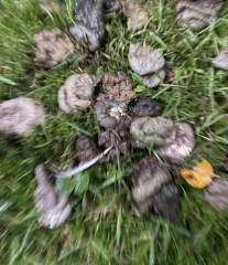 Can anyone identify the creature leaving this poo on my lawn?