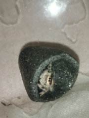 I have pet Spiders. AMA. 