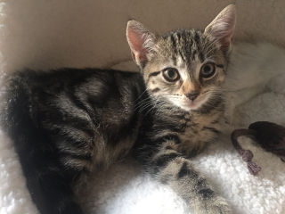 Help me name my kitten