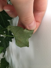 What are these black spots on my ivy plant?!