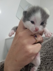 Is this cat pregnant?