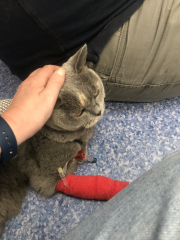 My poor baby girl - Pyothorax