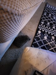 To tell you a bit about Hedgehogs?