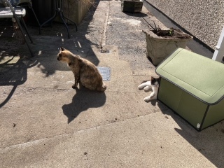 I appear to have cats