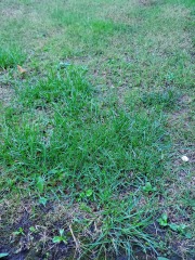 What type of grass is this?