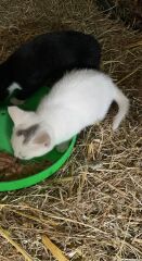 Our feral kitten is spicey, can we tame him!
