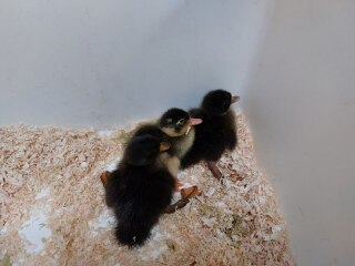 Ukraine Invasion: Part 31