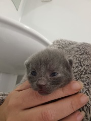 Is this cat pregnant?