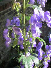 Can you identify this plant, please?