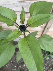 Could this be a sunflower?