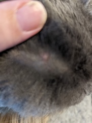 Something on cats head, warts?